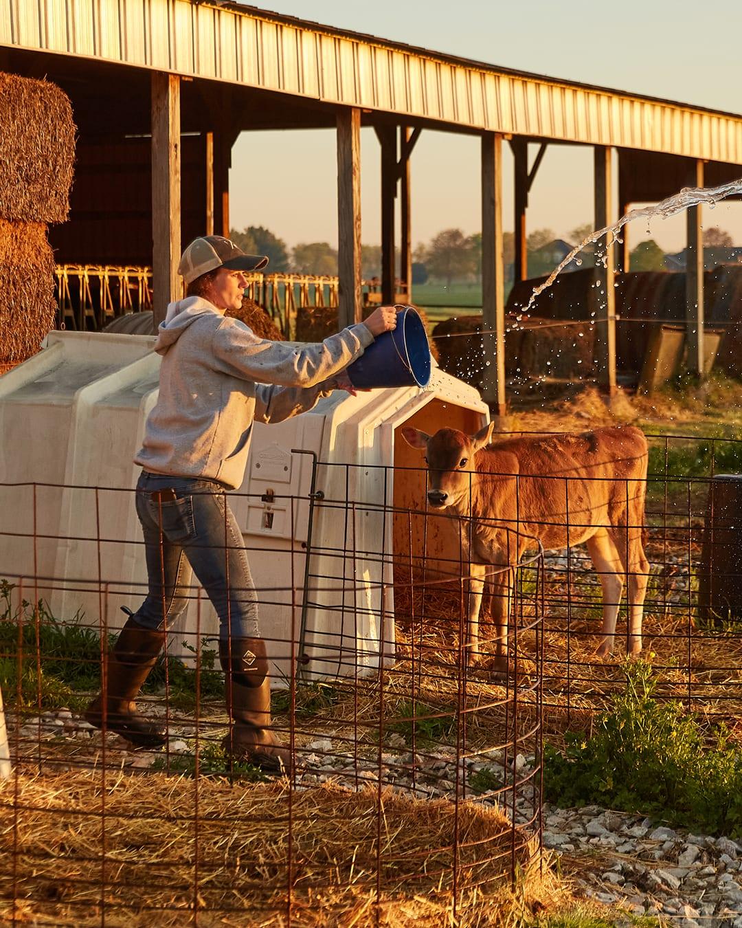 Farmer in a cap pouring a bucket of water for a calf outside a barn at sunset