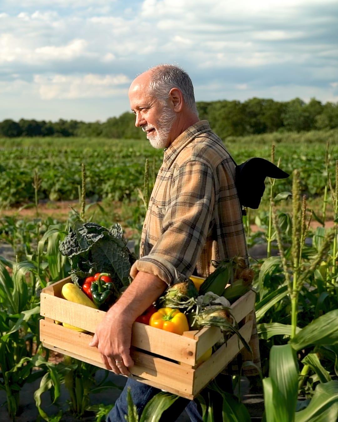 Grey-bearded farmer in a plaid shirt carrying a wooden crate of peppers and vegetables through a cornfield